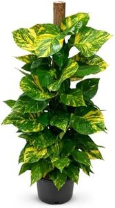 Golden Pothos Totem Pole Live Plant, 4 Ft Variegated Indoor Houseplant