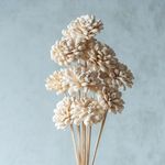 Flowers and Fillers || White Sola Fancy Flower 8 cm On Stem (10 Sticks) |Natural Dried Flower |Eco-Friendly Flowers for Home,Office,Bedroom,Table Decoration and Craft Items Corner (Without Vase Pot)