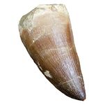 Real FOSSIL MOSASAUR TOOTH - Excellent Fossil - Creataceous Period (65 Million Years+) - FOSSIL DINOSAUR TOOTH - Great Gift Idea