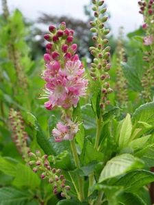 Perennial Farm Marketplace Clethra a. 'Ruby Spice' Perennial, Size-#3 Container, Red Flowers