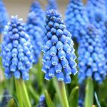 10 x Muscari Armeniacum – Blue Fragrant Flowers – Spring Blooming Grape Hyacinth – Perennial Naturalising – for Your Beautiful Garden