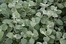 Helichrysum Trailing Silver Hanging