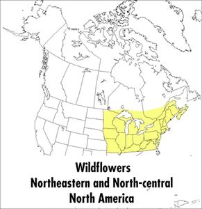 A Peterson Field Guide To Wildflowers: Northeastern and North-central North America