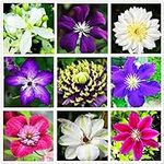 Clematis Mixed Colors 20Seeds Wonde