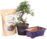 Brussel's Bonsai Live Chinese Elm B