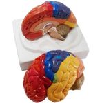 Labeled Brain Models