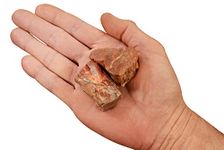 Rock Your Chakra Petrified Wood 1 1/2" 2 Pieces 4 Oz Arizona Large Raw Rocks and Minerals Root Chakra Healing Crystals and Stones