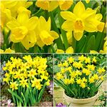 100 x Tete A Tete Dwarf Rockery Daffodil Bulbs - Miniature Daffodils & Narcissus - Spring Flowering Bulbs - Ready to Plant - Bulbs Size 8/10 - (Free UK P&P)