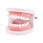 Dental Teeth Model Typodont Demonstration Denture Model Dentistry Care Fake Tooth