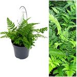 Polystichum Tsus-Simense Fern Plant