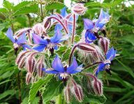 SeedsUA - Seeds Borage Starflower Cucumber Grass Non GMO Heirloom