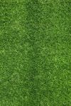 Barbuda imported lawn grass seeds for Home and Gardening (PACK OF 100 SEEDS)