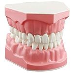 Dentalmall Dental Model Brushing Fl