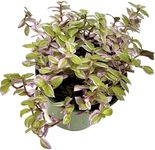 Live Succulents 3.5 Inch Pink Lady Callisia Repens with Hanging Basket - Turtle Vine Succulents Plants Live - Fully Rooted Easy to Grow Houseplants for Home Office Wedding Decor & Giftable