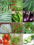 Creative Farmer Bonsai Suitable Seeds Combo Vegetable Seeds : Cowpea (Vj ), Dolichus Beans (Grace), Ridgegourd, Snakegourd, Winged Bean(Revathy), Brinjal, Elephent Tusk Okra Seeds Vegetable Seeds, Bird Chilli -Red, Bird Chilli -White, Tomato - Money Maker, Coriander, Cuccumber For Gardening