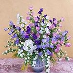 NO-GMO 120 Seeds, Mixed Color Double Campanula Canterbury Bells Flower Seed, Perennial Flower Seeds Heirloom Seeds