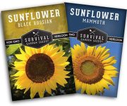 Survival Garden Seeds Edible Sunflo