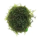 Planterest - Java Moss | Vesiculari