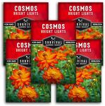 5 Packs Bright Lights Cosmos Seed for Planting - Packet with Instructions to Grow Cosmos Sulphureus in Your Home Flower or Vegetable Garden - Non-GMO Heirloom Variety - Survival Garden Seeds