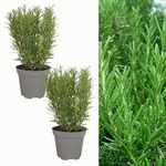 2 x Large Rosemary/Rosmarinus Herb Plants in 1.5 Litre Pots