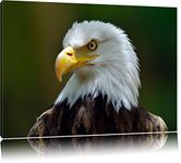 Pixxprint Mighty Bald Eagle canvas, XXL huge Pictures completely framed with stretcher, Art print on wall picture with frame, cheaper than oil paintings and picture, no poster or poster size: 60x40 cm