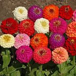 Outsidepride Zinnia Seeds - 1 Lb. Annual Blend of Hardy Compact Mixed Color Ball-Shaped Blooms for Planting in Outdoor Containers, Borders, Flower Beds, Cutting Gardens & Pollinator-Friendly Spaces