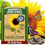 HOME GROWN Mammoth Sunflower Seeds 