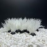 Smoothedo-Pets Aquarium Plants Fish