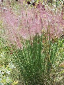 Perennial Farm Marketplace Muhlenbergia capillaris (Pink Muhly) Ornamental Grass, Size-#1 Container, Dark Green Foliage