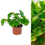 Scindapsus Aureus - Devil's Ivy House Plant - Arrives in 13cm Pot - Golden Pothos