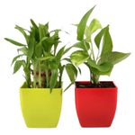 JESAA GREENS Set of 2 Live Plant | Good Luck Money Plant With Red Pot and Lucky Bamboo Plant With Yellow Pot | Air Purfying Plant | Live Indoor Plant For Living Room,Office Home Decor | Set of 2