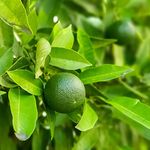 Lime Tree Citrus Fruit Houseplant Grow Your Own Fruit Plant for Home, Office & Conservatory 9cm Pot x 1 by Thompson & Morgan