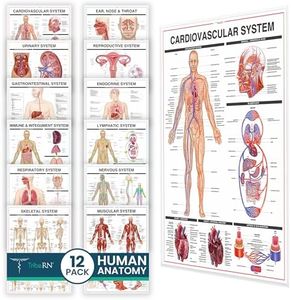 Tribe RN Human Anatomy Posters - Set of 12 Vibrant, Laminated Wall Charts for Classroom, Office, Clinic, & Med School - Detailed 13 Body Systems Illustrations