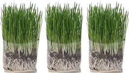 The Cat Ladies Cat Grass Grow Bag Kit, Organic Cat Grass for Indoor Cats, Cat Grass Seeds, Soil & Grow Bags 3 Pack