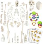 Evotech Disarticulated Human Skeleton Model for Anatomy 67'' Full Size Skeleton Model W/Half Size15Pcs Exploded Skull, Skull, Spine, Bones, Articulated Hand Foot, for Anatomy Medical Learning