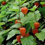 Chinese Lanterns (Physalis gigantea) Easy Grow Range Hardy Perennial Lantern Shaped Cut Flower Late Season 1 Packet of Seeds by Thompson and Morgan