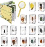 15 insect specimens,Real Specimens 