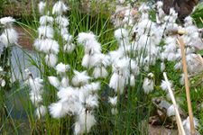 PondPlantsUK 2 x Native Plants for Ponds - Including a Pot and Compost - Live Water Plant Aquatic Pond Lake Marginal (Eriophorum Angustifolium)