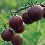 Burpee 'Black Cherry' Tomato, Purple Cherry Tomato, Sweet Rich Flavor, 30 Non-GMO Seeds