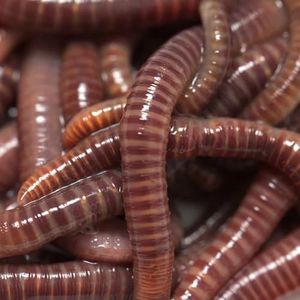 European Nightcrawlers - Approx. 125-150 Live Composting & Fishing Worms, Premium High-Performance Bait for Anglers, Versatile for Trout, Panfish, & Garden Soil Enrichment, Fresh Live Arrival Promised