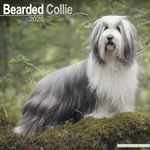 Bearded Collie Calendar 2025 | Square Dog Breed Wall Calendar - 16 Month