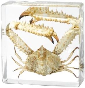 Taxidermy Crab, Professional Crab Taxidermy in Clear Resin - Marine Biology Specimen for Educational Displays & Nautical Decor Real Taxidermy Animal Unique Gift