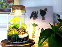 DIY Tall Light Up Closed Terrarium • Beginners Closed Terrarium Kit • Colourful Light Up Terrarium Kit