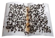 Palakkaran Fly Trap Glue Pad, Fly Killer, Furit Fly Trap,Fly Catcher Glue Sticker, Fly Trap for Home, Glue Trap for House Fly, Sticky Fly Board (Pack of 20 No)