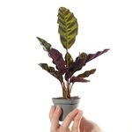 Baby Rattlesnake Plant - Calathea Lancifolia Indoor Tropical Houseplant in 6cm Pot | Mini Plant with Patterned Foliage | for Home and Office | Grow Your Own Baby Plants