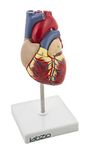 LABZIO Deluxe Natural Size Human Heart Anatomical Model, 2 Parts, Showing Four Chambers, Valves, And Major Blood Vessels, With Detailed Study Guide (Red), Adult