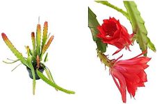 Epiphyllum Ackermannii Orchid Cactu