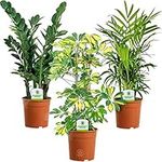 Indoor Plant Mix - 3 Plants - House/Office Live Potted Pot Plant Tree (Mix A - Schefflera Gerda, Zamioculca Zamiifolia & Chamaedorea Elegans)