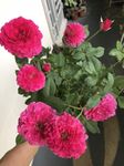Climbing Rose Imported Flower seeds for Home and Gardening pack of 70 to 100 seeds (HOT PINK)