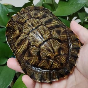 Natural Red-Eared Slider Shell, Real Trachemys Scripta Elegans Bones Turtle Specimen, Collection for Home Decoration Special Gifts (Red-Eared Turtle)